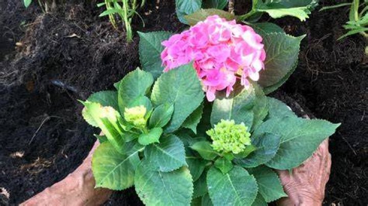 Is it too late to plant hydrangeas?