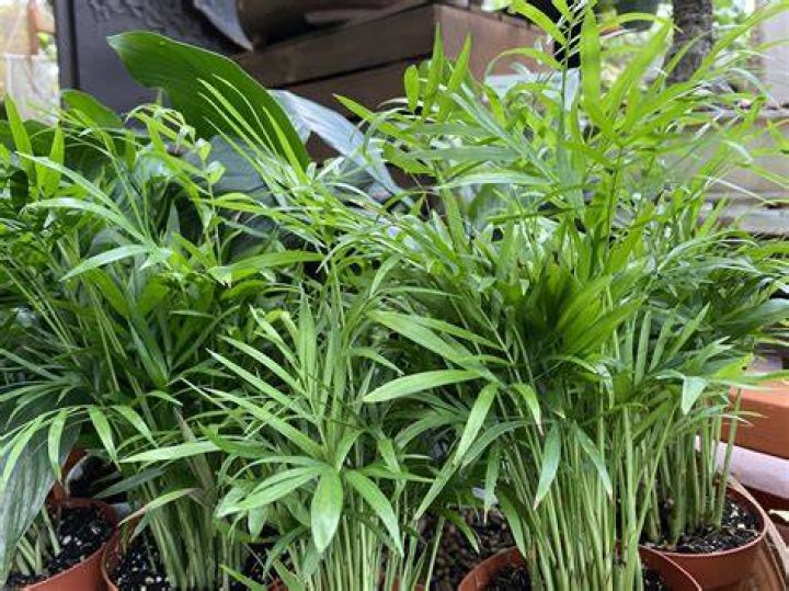 Is parlor palm safe for pets?