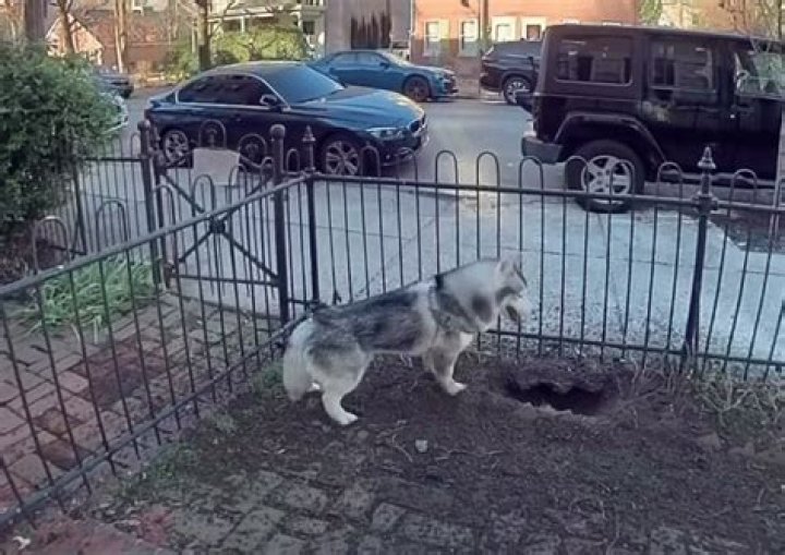 kobe Alexander Husky digging hole to find gas leak