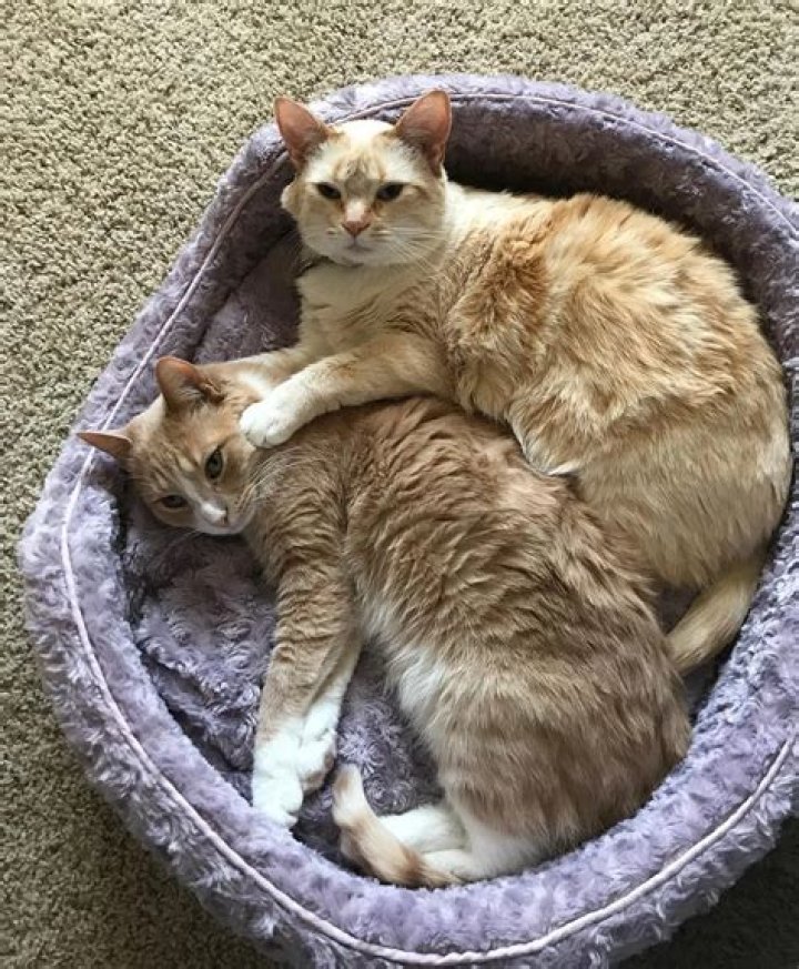Lilly, Meatball & Tucker Instagram