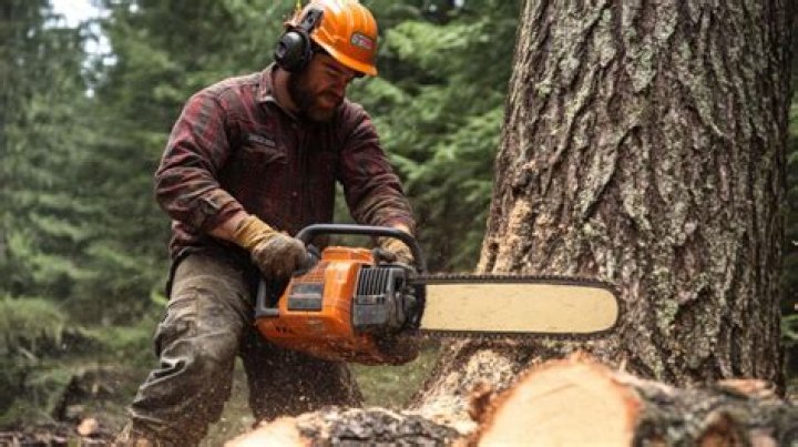 logger cutting down tree