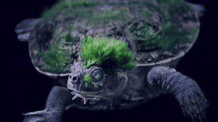 punk mary river turtle