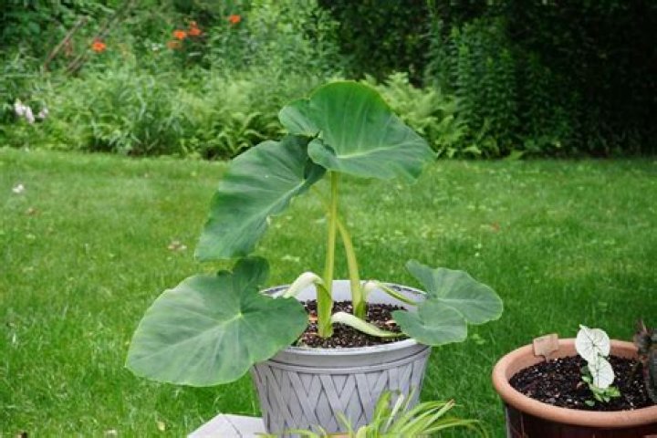 Should I stake my elephant ear?
