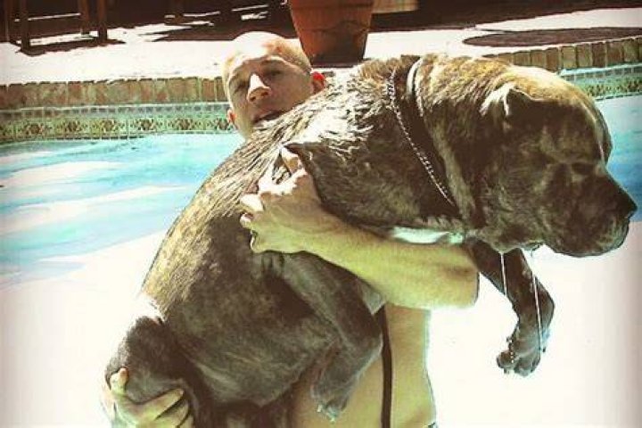 Vin Diesel Pets