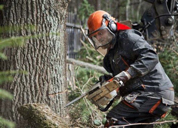 What brand chainsaw do loggers use?