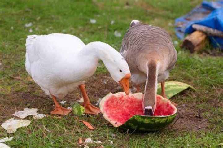 What do American geese eat?