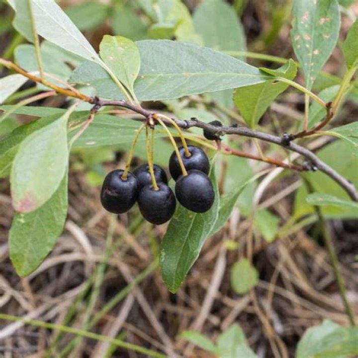 What do sand cherries taste like?