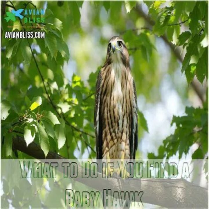 What do you feed a baby hawk?