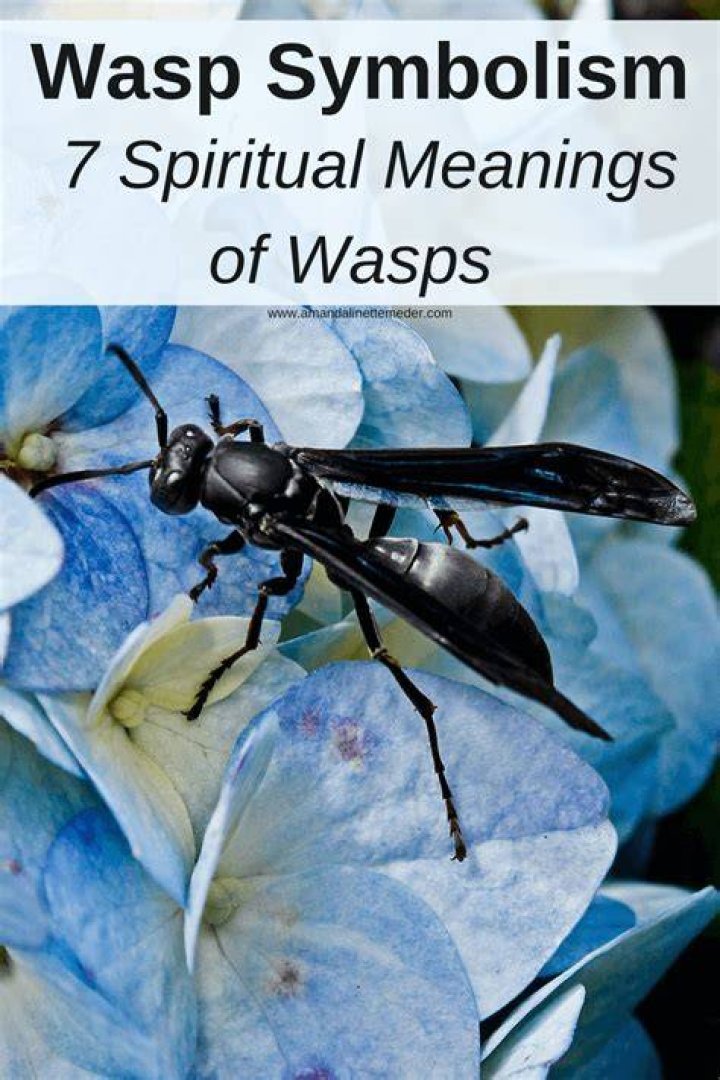 What Does A Wasp Represent Spiritually?
