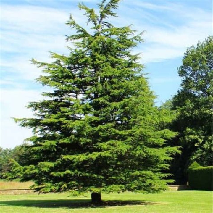 What does cedar look like?
