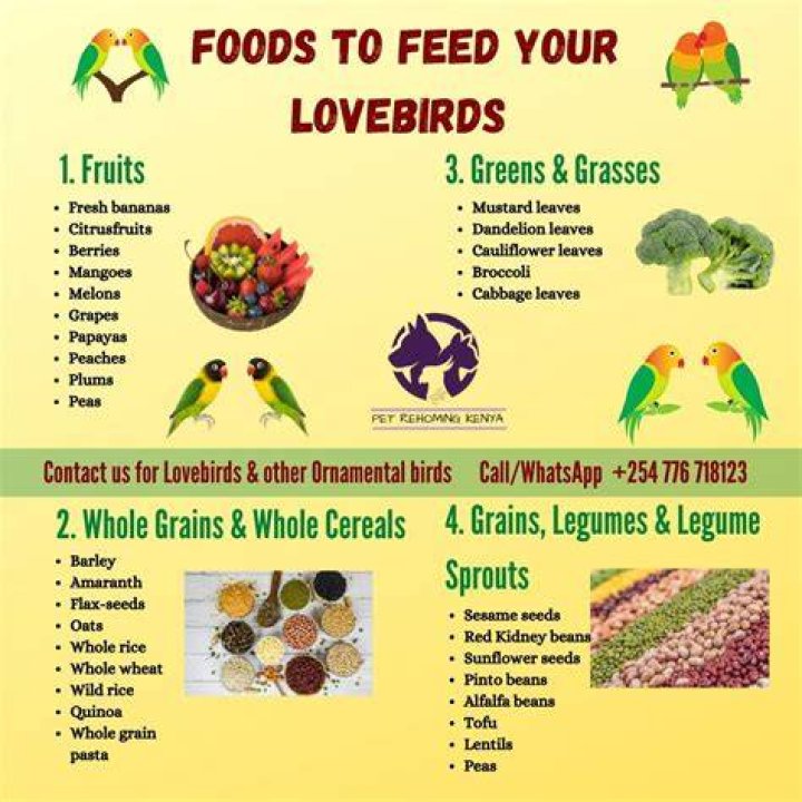 What does love birds eat?