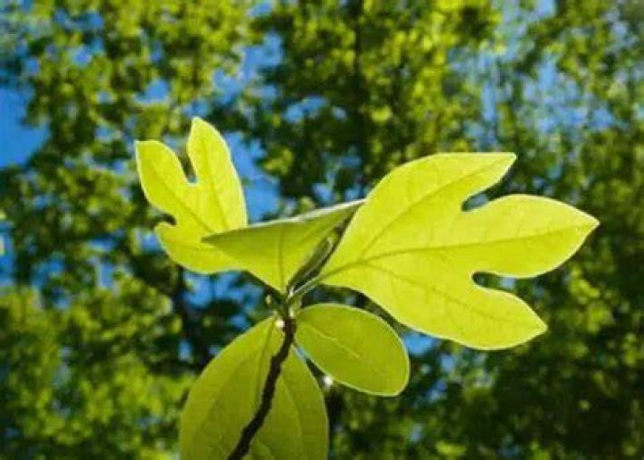 What does Sassafras taste like?