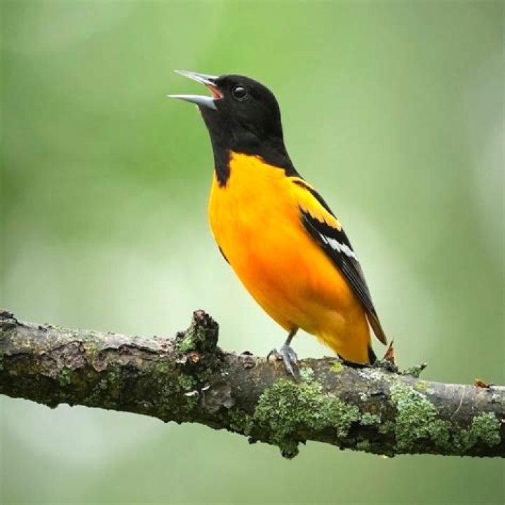What does the bird Oriole look like?