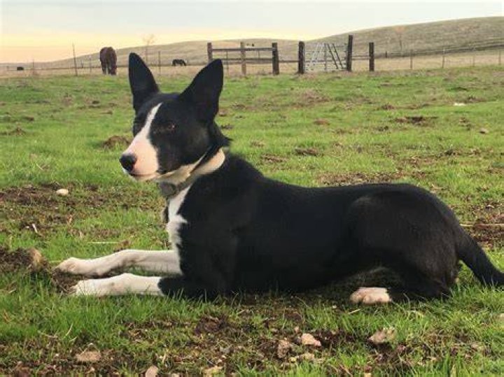 What is a hanging tree border collie?