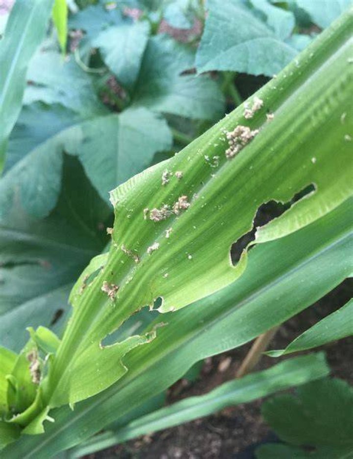 What is eating my corn plants?