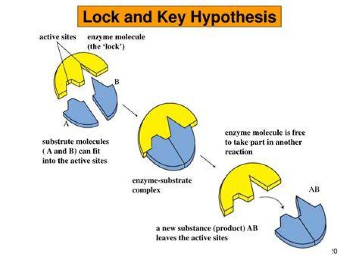 What is key and lock hypothesis?
