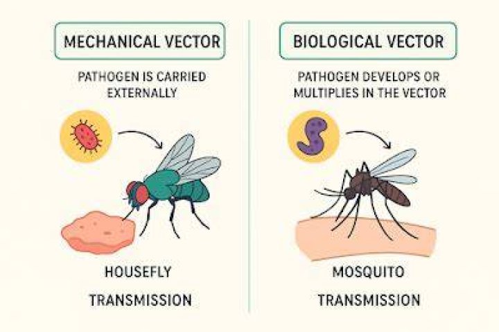 What is mechanical and biological vector?
