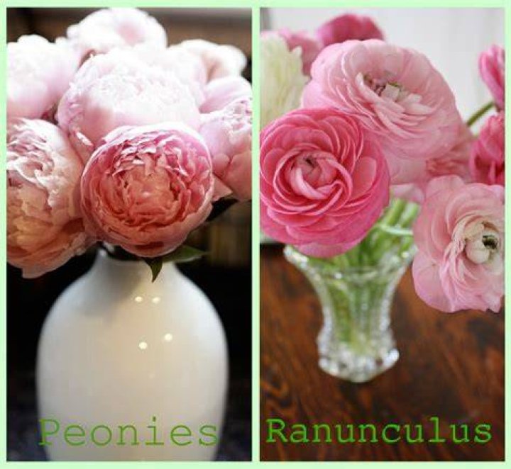 What is the difference between peonies and ranunculus?