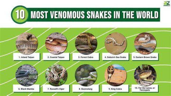 What is toxic to snakes?