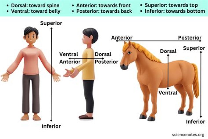 What is ventral surface?