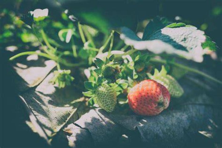 What temperatures can strawberries tolerate?