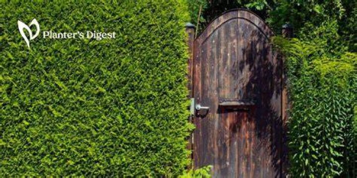 What trees make the best sound barriers?