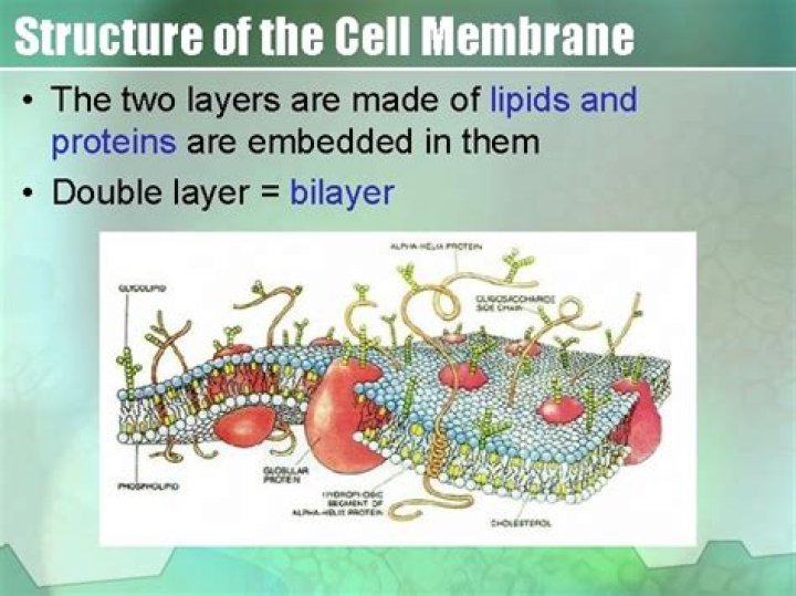 What two layers make up the cell membrane?