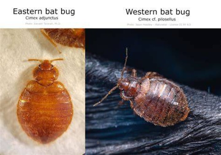 What will kill bat bugs?