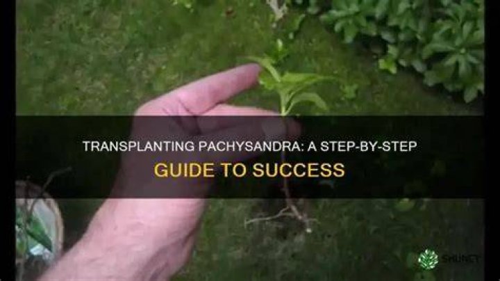 When can I transplant Pachysandra?