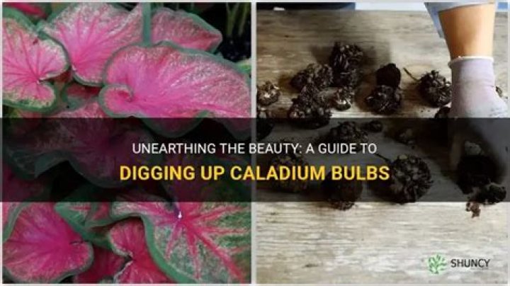 When should I dig up caladium bulbs?
