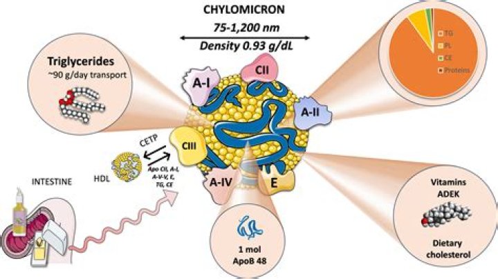 Where are chylomicrons synthesized?