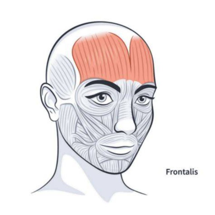 Where is frontalis muscle located?