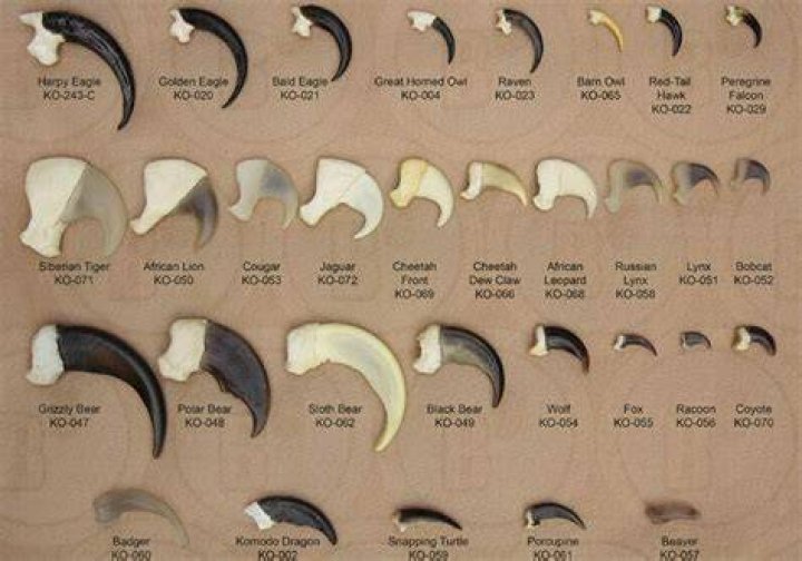 Which animal has the strongest claws?