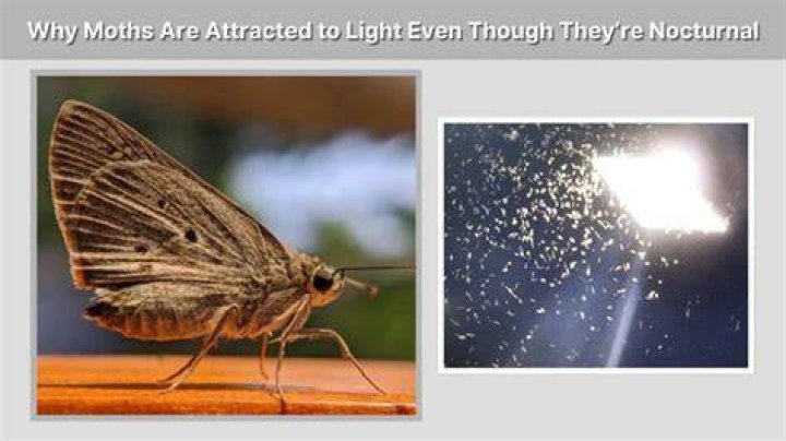 Why do moths fly into light?