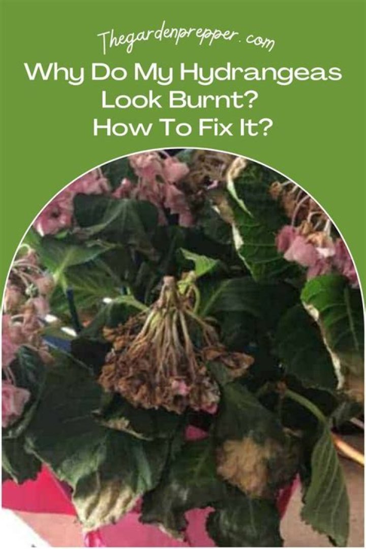 Why do my hydrangeas look burnt?