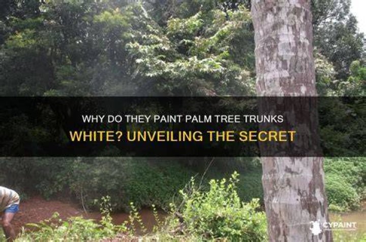 Why do people paint palm trees white?