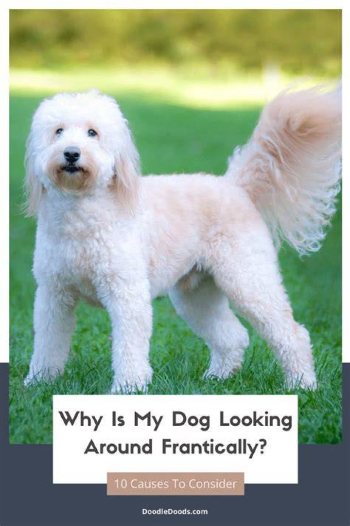 Why does my dog keep looking around?