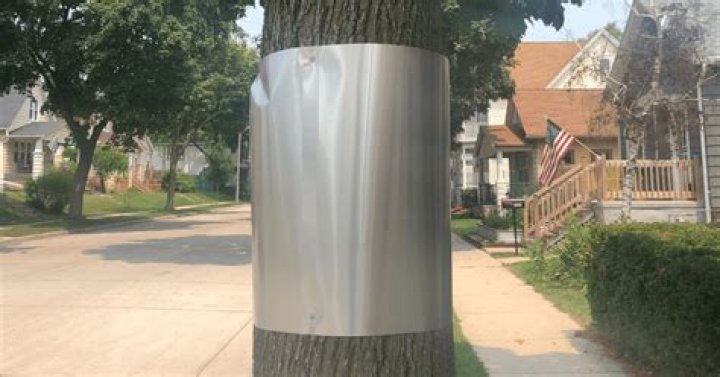 Why is metal wrapped around trees?