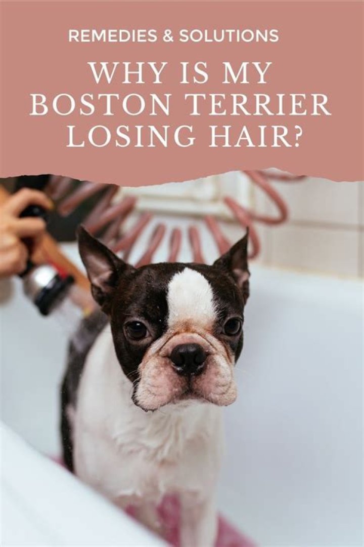 Why is my Boston terrier balding?