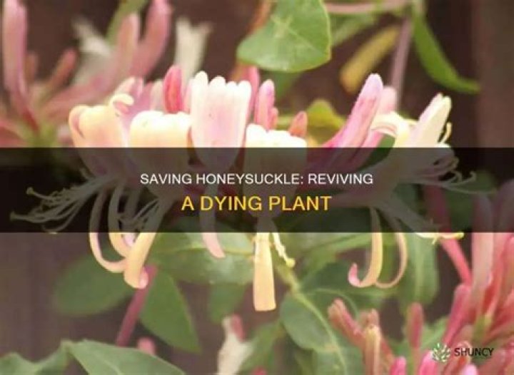 Why is my honeysuckle dying?