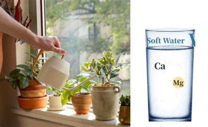 Will lemon water kill flowers?