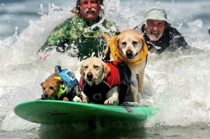 World Dog Surfing Competition